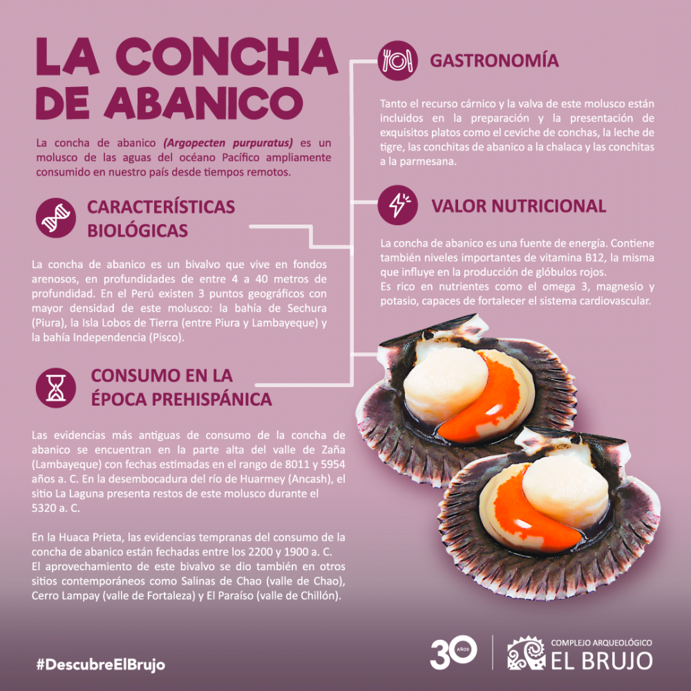 La concha de abanico